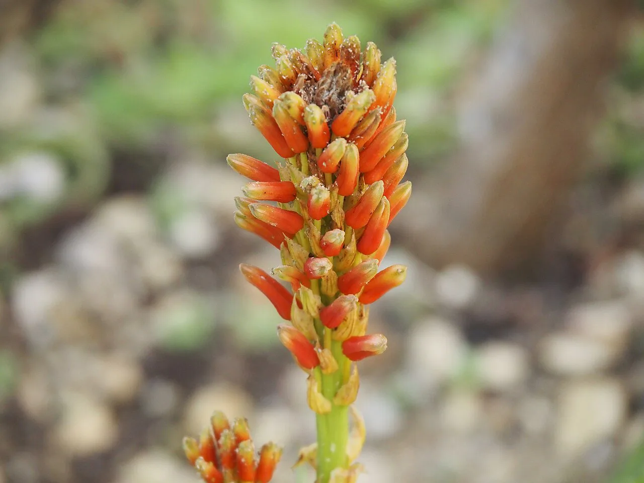Aloe helenae (Jardin botanique de Neuchâtel)