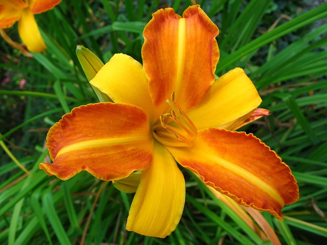 Bern - Rosengarten - Hemerocallis