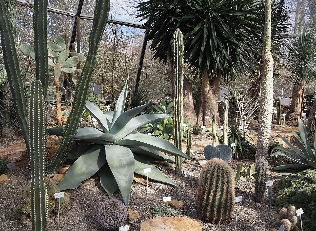 Botanischer Garten Zürich – Cactus collection