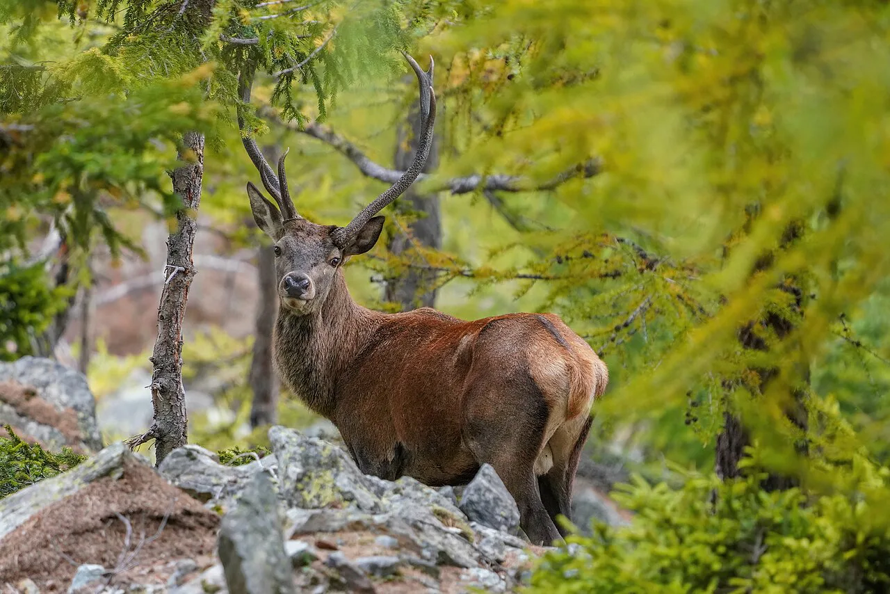 Wild Red Deer Switzerland Photo by Giles Laurent