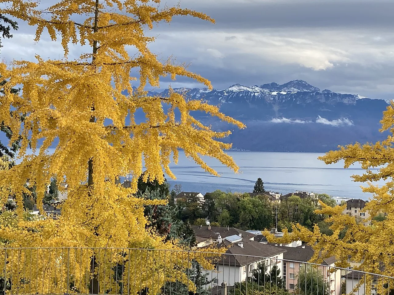 Yellow autumn splendor in Lausanne