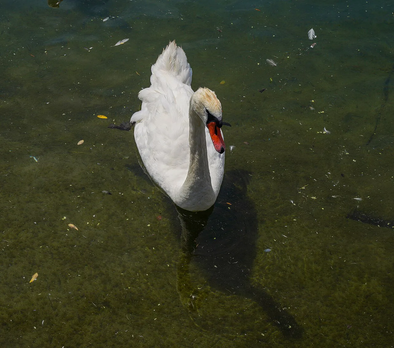 Cygnus olor in Lausanne