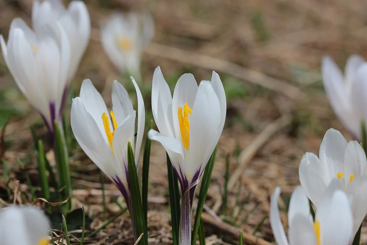 Spring crocus - Crocus vernus, Montreux