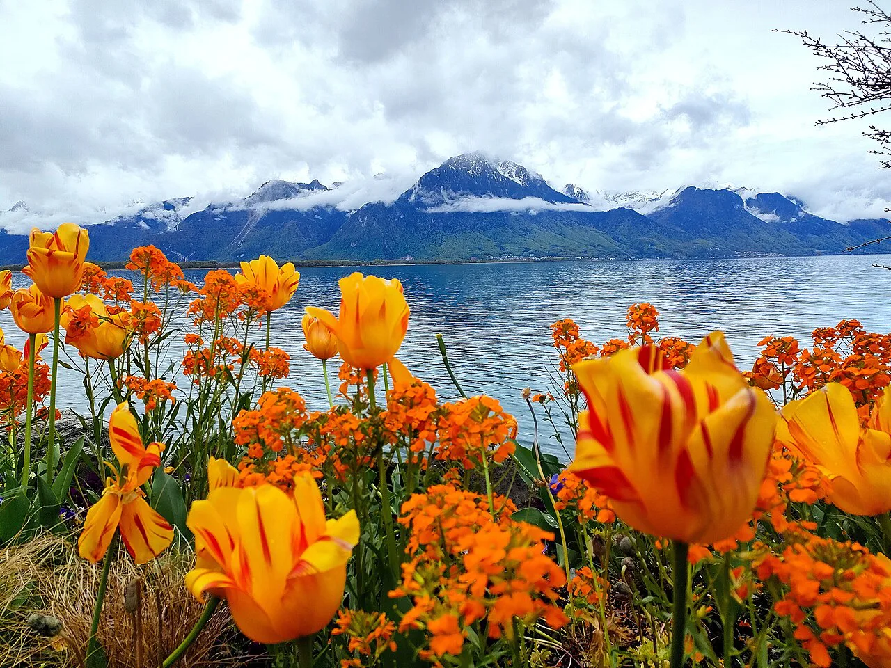 Orange tulips Montreux