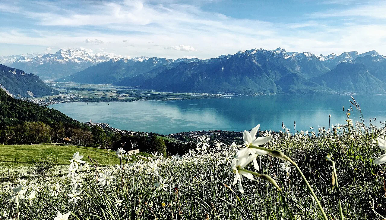 Champ de narcisses, Montreux