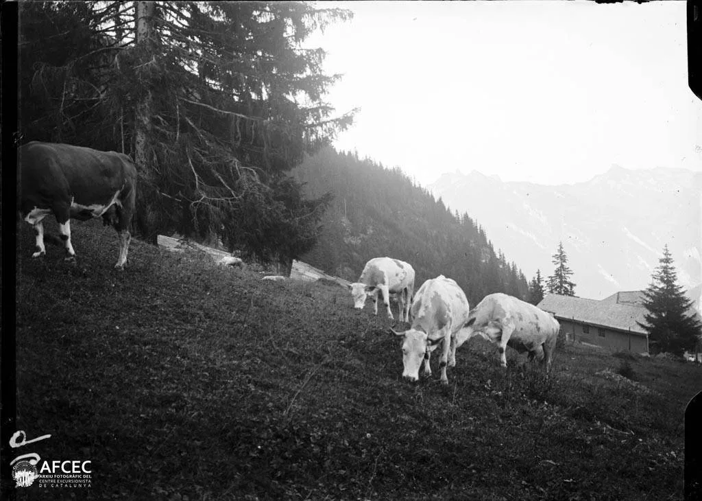 Vaques pasturant en un prat voltat de fosc, al fons una casa, Grindelwald