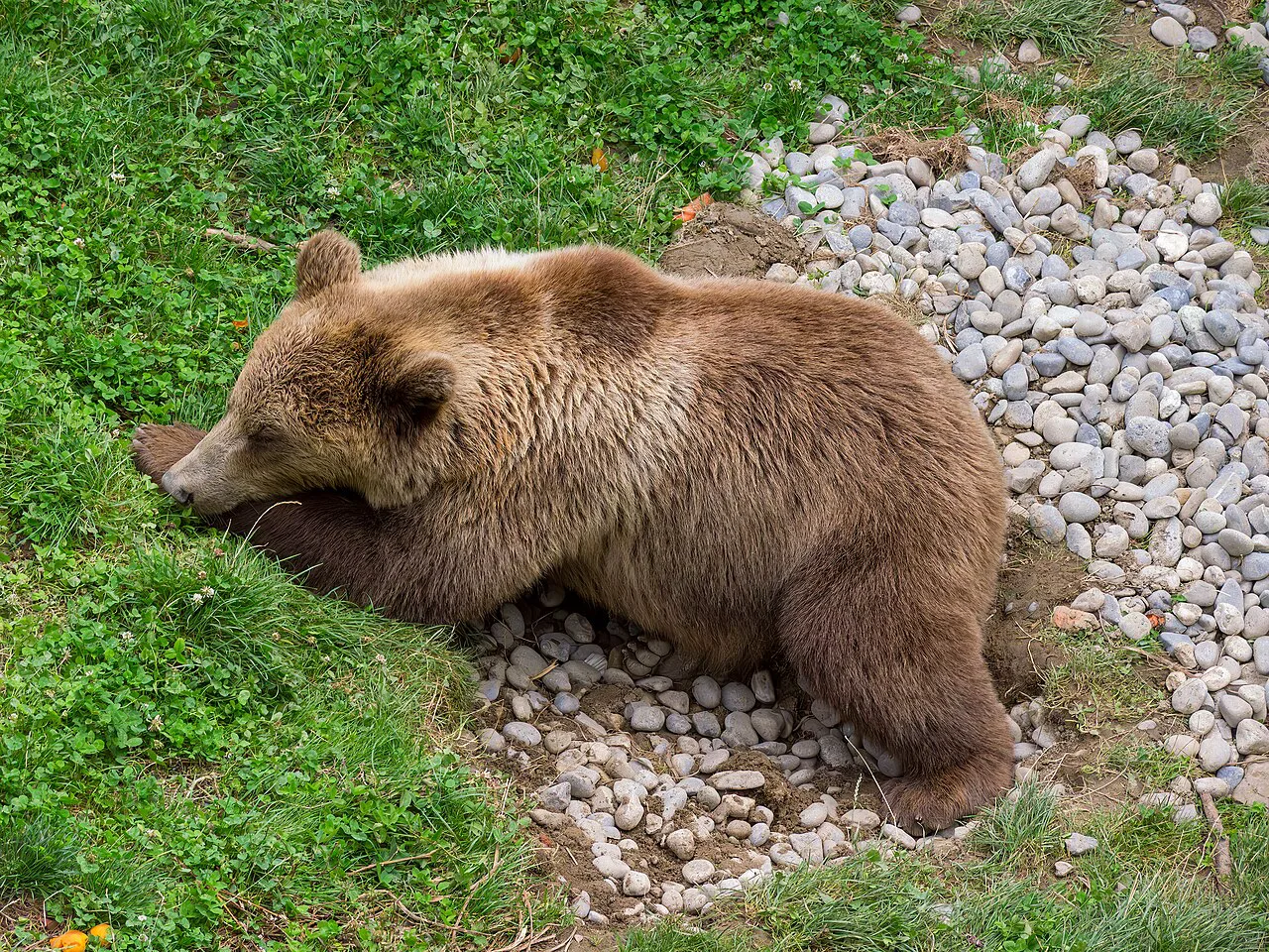 Bern Bärenpark Bär- -RM