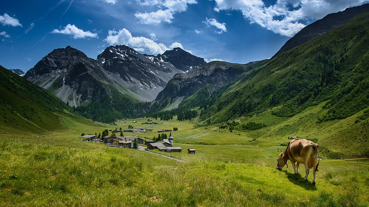Alps of Switzerland Cow above Sertig Dörfli
