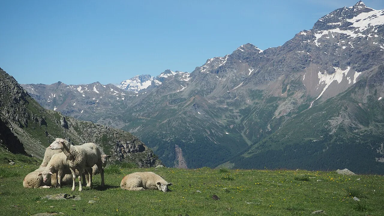 Swiss Alps Sheep, Switzerland