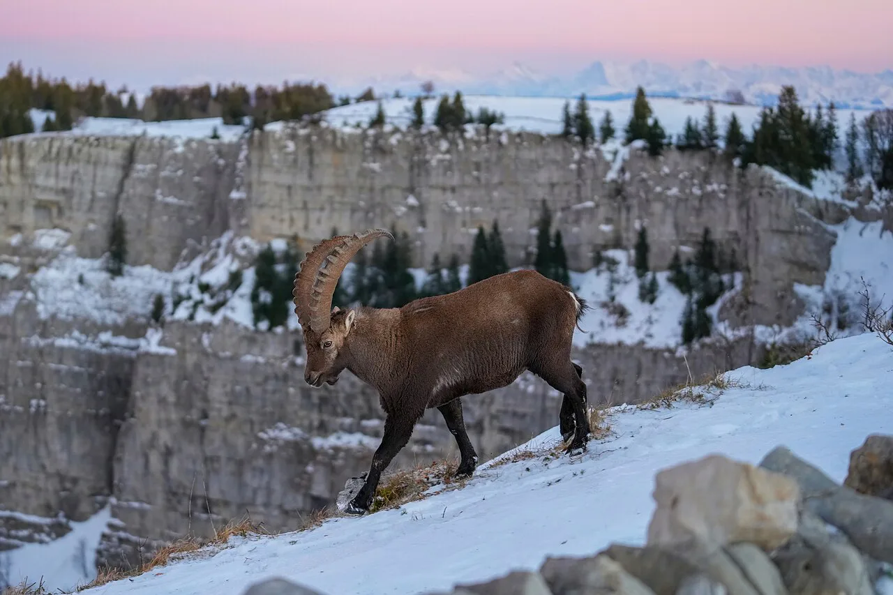 Wild Alpine Ibex Swiss Alps and Creux du Van Photo by Giles Laurent, Switzerland