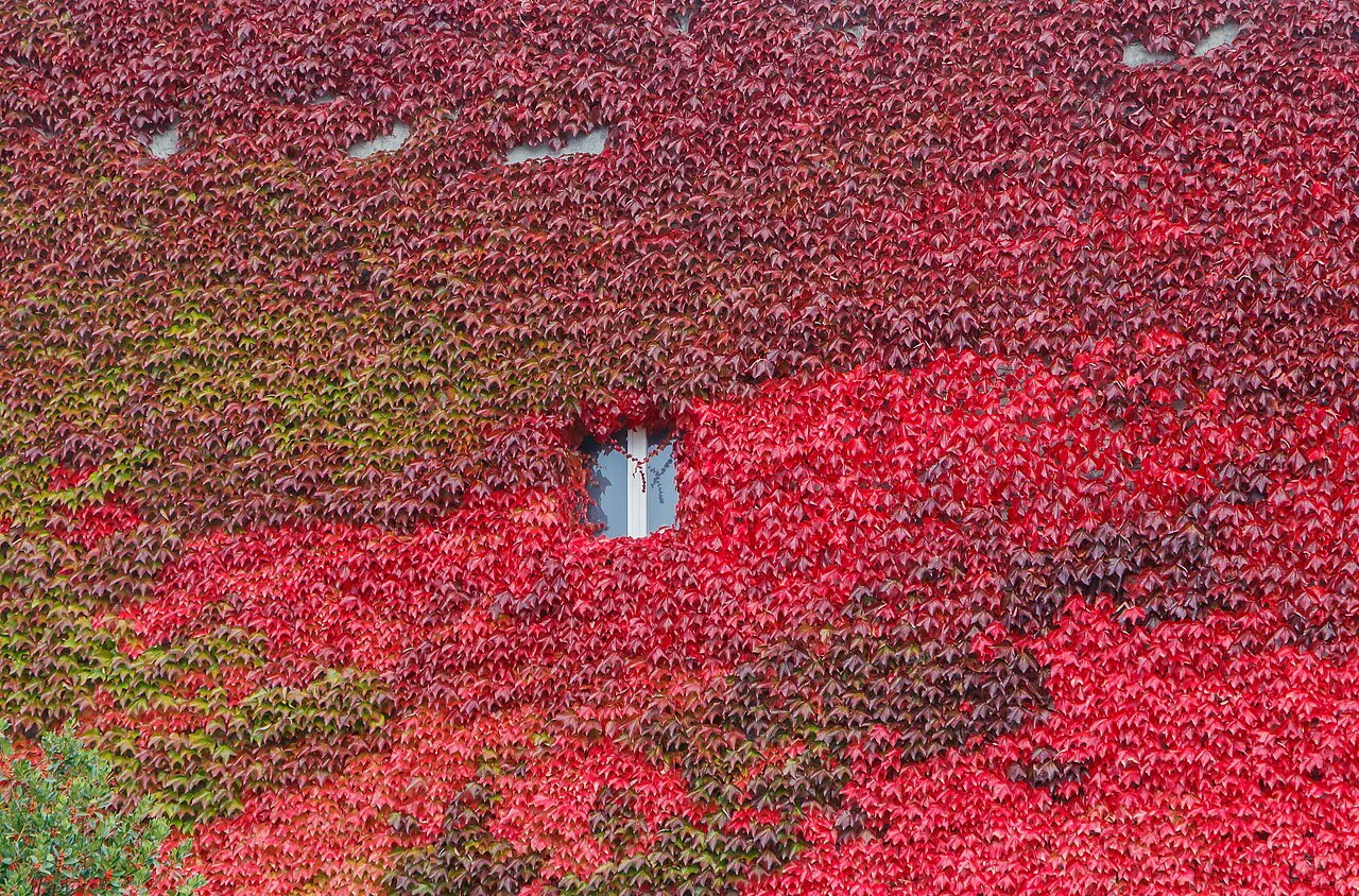 Parthenocissus tricuspidata - Vevey