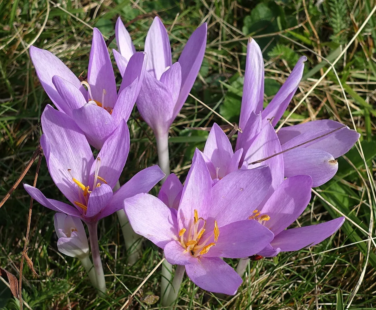 Colchicum autumnale in Zermatt