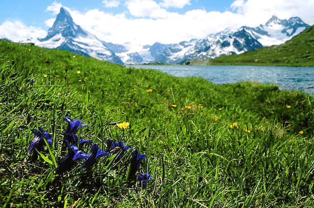 Gentiana acaulis, Zermatt